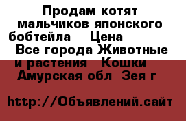 Продам котят мальчиков японского бобтейла. › Цена ­ 30 000 - Все города Животные и растения » Кошки   . Амурская обл.,Зея г.